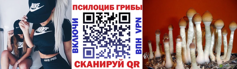 закладка  Чайковский  Галлюциногенные грибы ЛСД 